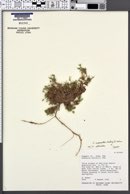 Arenaria macrantha image