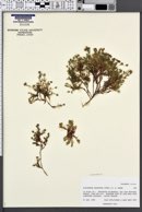 Image of Arenaria macrantha