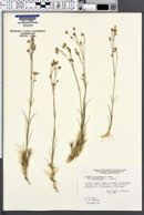 Arenaria macradenia var. macradenia image