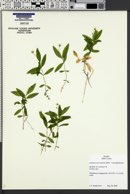 Moehringia macrophylla image