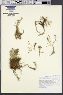 Sabulina nuttallii var. fragilis image