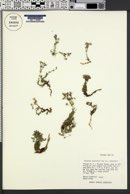 Arenaria nuttallii image