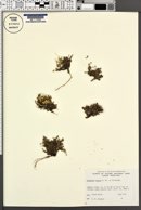 Arenaria rossii image