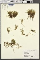 Arenaria rossii image