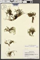 Arenaria ciliata image