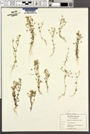 Image of Arenaria cerastioides