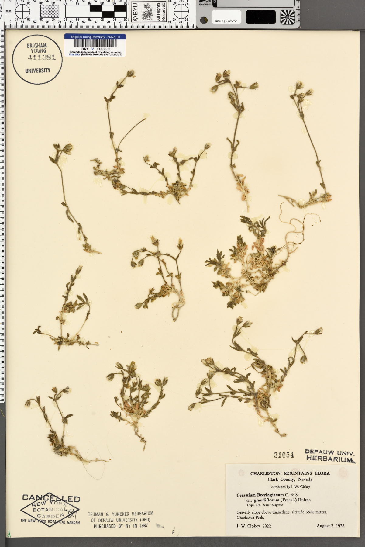 Cerastium beeringianum var. grandiflorum image