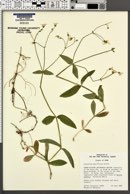 Cerastium pauciflorum image