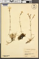 Dianthus arenarius image