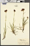 Dianthus carthusianorum image