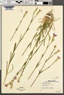 Dianthus chinensis image