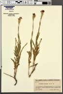 Dianthus collinus image