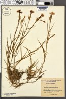 Image of Dianthus hyssopifolius