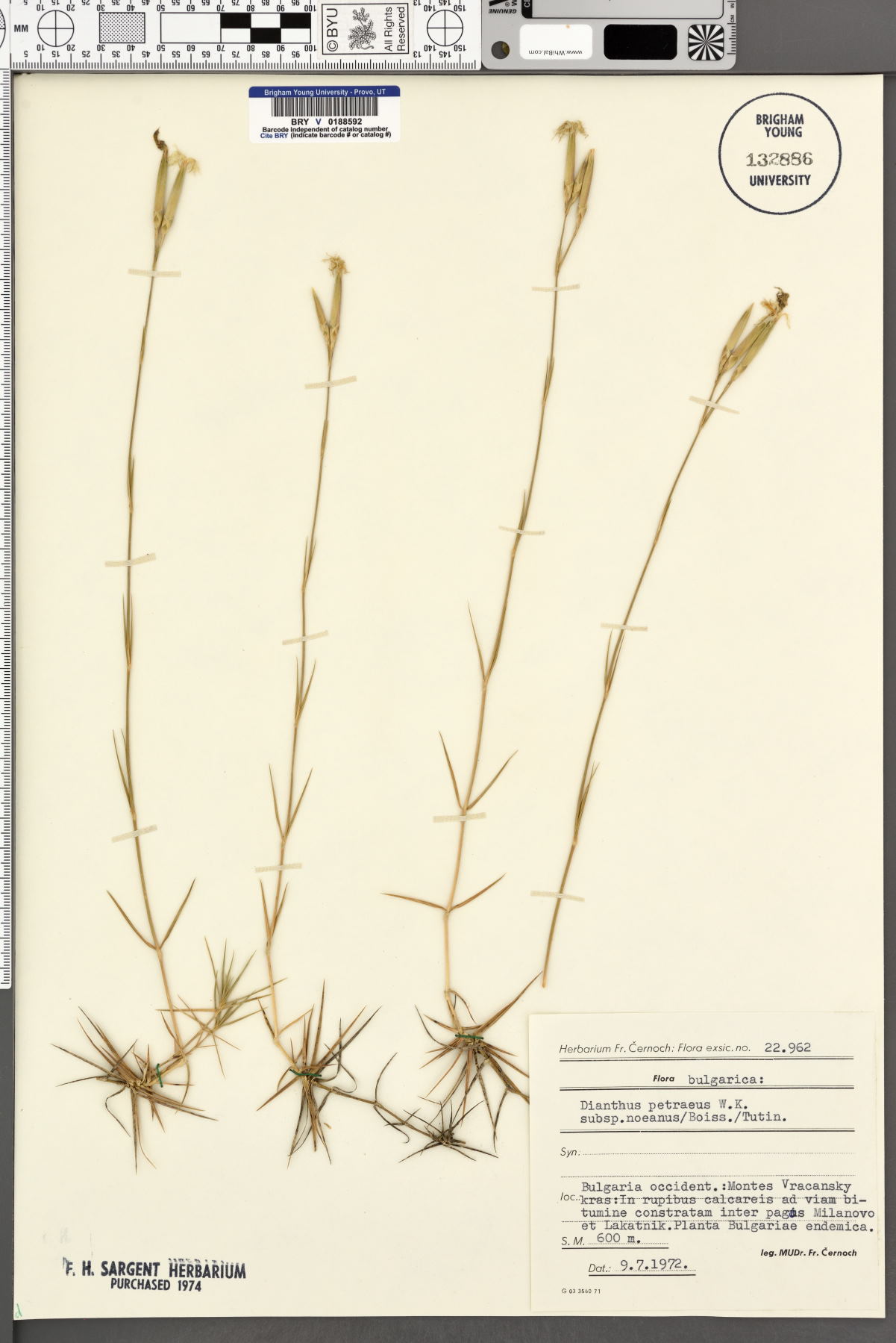 Dianthus petraeus subsp. noeanus image