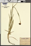 Dianthus pontederae image
