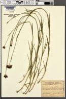 Image of Dianthus pontederae