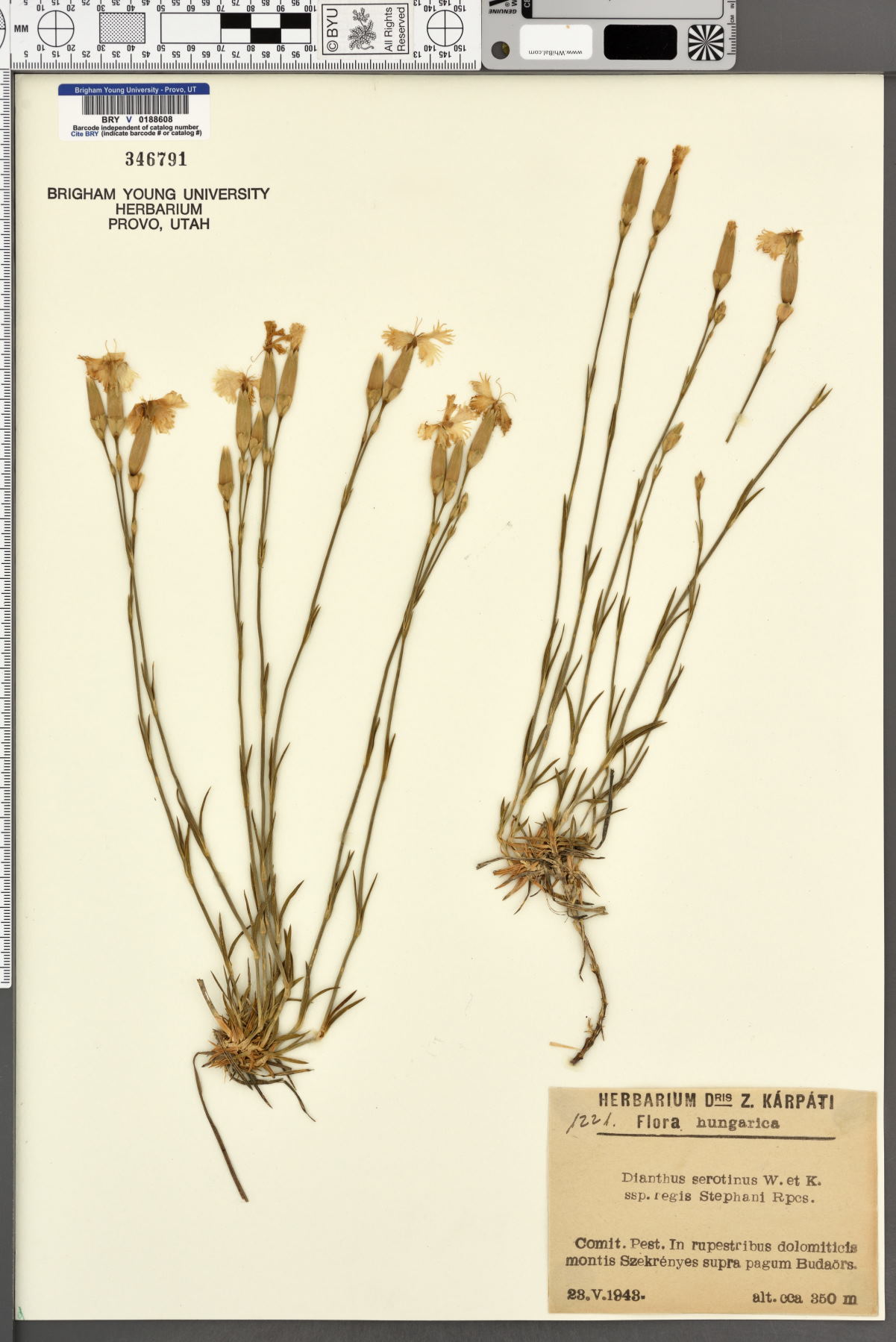 Dianthus serotinus image