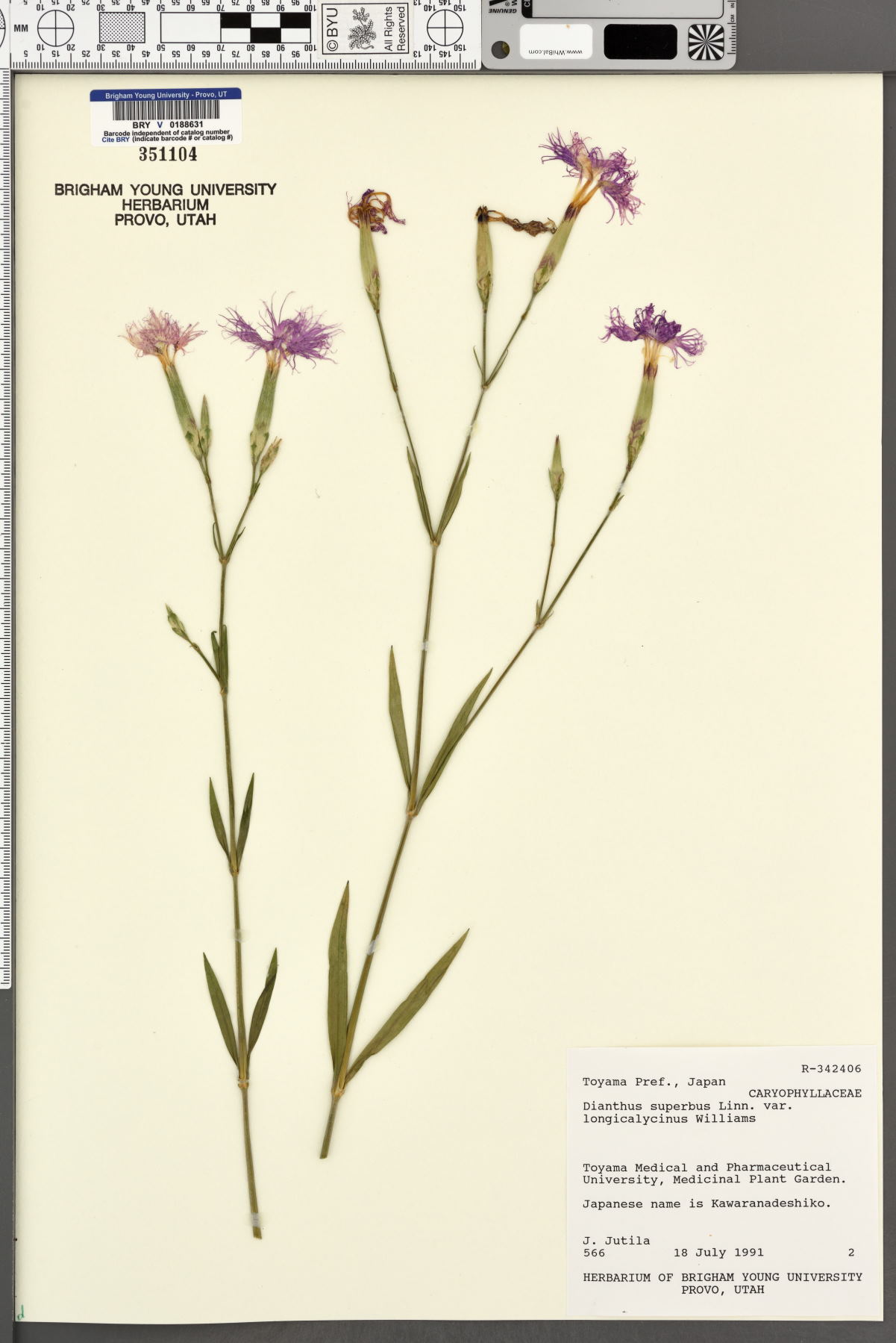 Dianthus superbus var. longicalycinus image