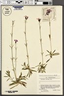 Image of Dianthus nitidus