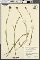 Image of Dianthus membranaceus