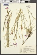 Image of Dianthus orientalis
