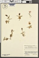 Image of Dianthus callizonus
