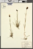 Dianthus carthusianorum subsp. tenuifolius image