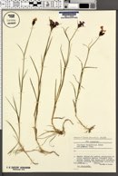 Dianthus carthusianorum subsp. tenuifolius image