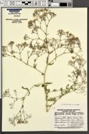 Gypsophila bicolor image
