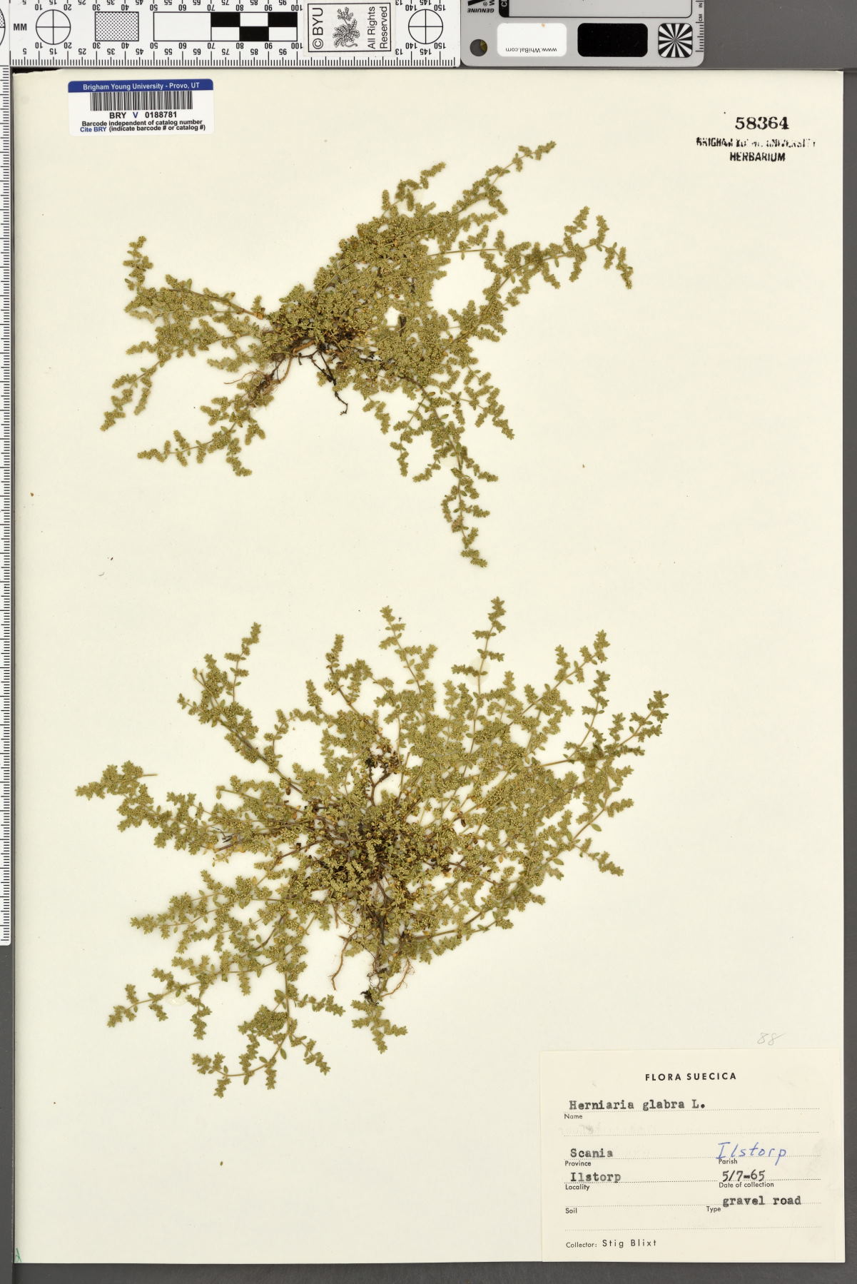 Herniaria glabra image