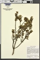 Image of Leucophyllum revolutum