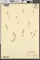 Image of Illecebrum verticillatum