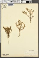 Loeflingia squarrosa subsp. squarrosa image