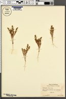 Loeflingia squarrosa subsp. squarrosa image