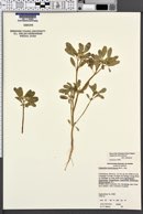 Image of Euphorbia henricksonii