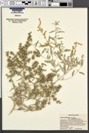 Atriplex acanthocarpa subsp. coahuilensis image