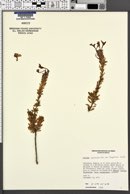 Bouchea spathulata var. longiflora image