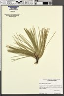 Pinus jeffreyi image