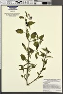 Solanum douglasii image