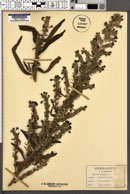 Echium vulgare image