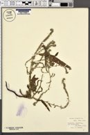Echium lycopsis image