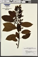 Image of Ehretia acuminata