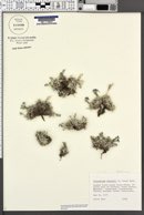 Eritrichium howardii image