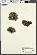 Eritrichium nanum image
