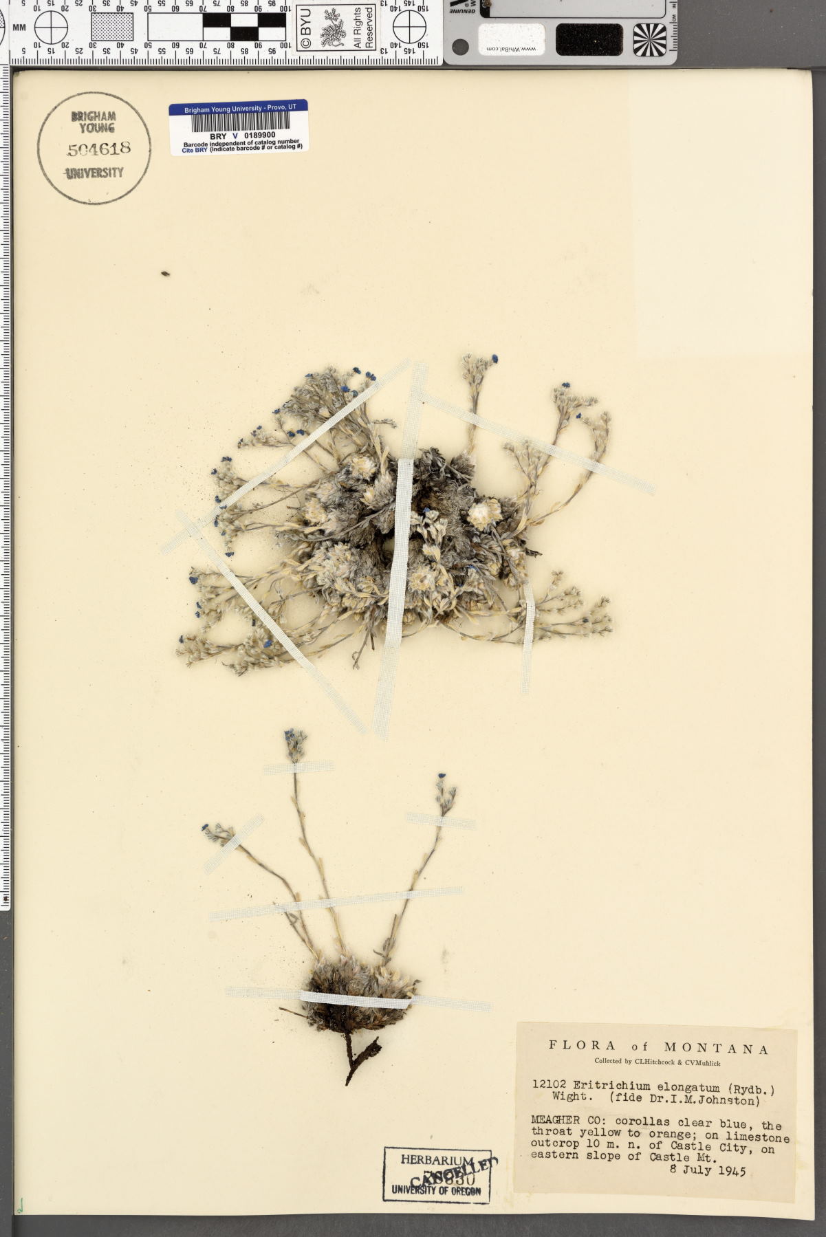 Eritrichium elongatum image