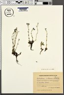 Eritrichium villosum image