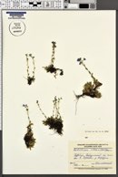 Eritrichium villosum image