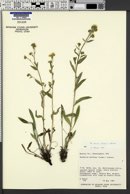 Hackelia arida image