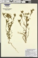 Collomia biflora image