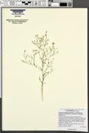 Navarretia linearifolia var. pinnatisecta image